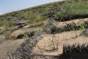 生物治沙 生物治沙